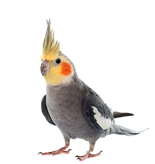 Pássaros