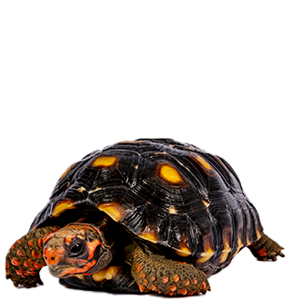 Répteis
